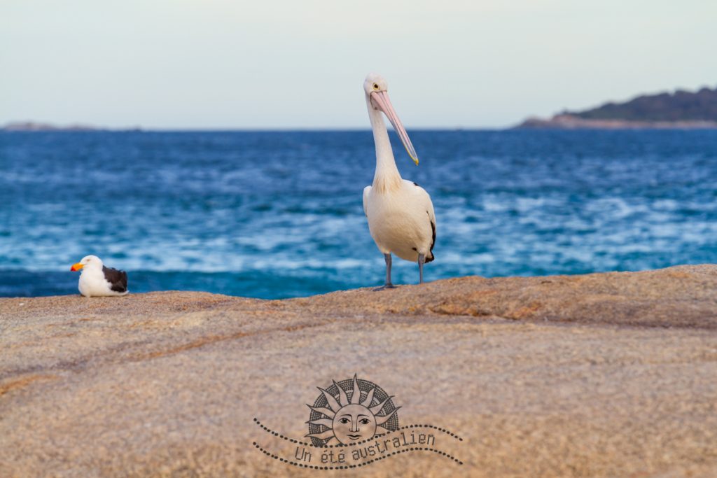 un été australien tasmanie tasmania australie bay of fires pelican
