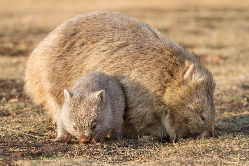 wombat sur Maria Island en Tasmanie