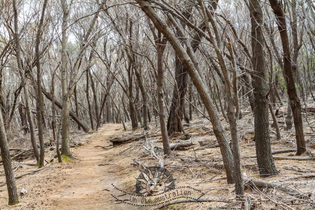 Le Freycinet park en Tasmanie