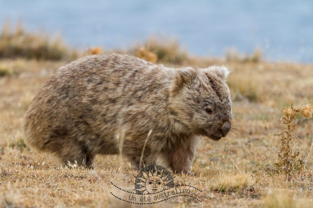 wombat sur Maria Island en Tasmanie