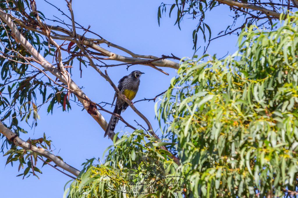 oiseau sur Maria Island en Tasmanie